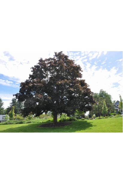 Бук європейський Atropunicea Purpurea 